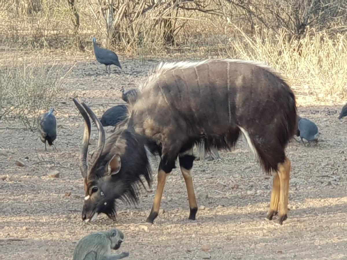 Hotel Kelora Bush Camp Hoedspruit Esterno foto