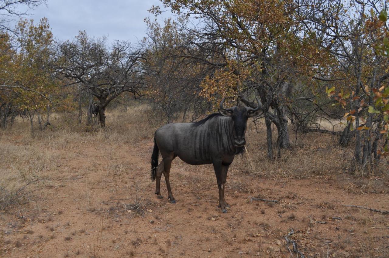 Hotel Kelora Bush Camp Hoedspruit Esterno foto