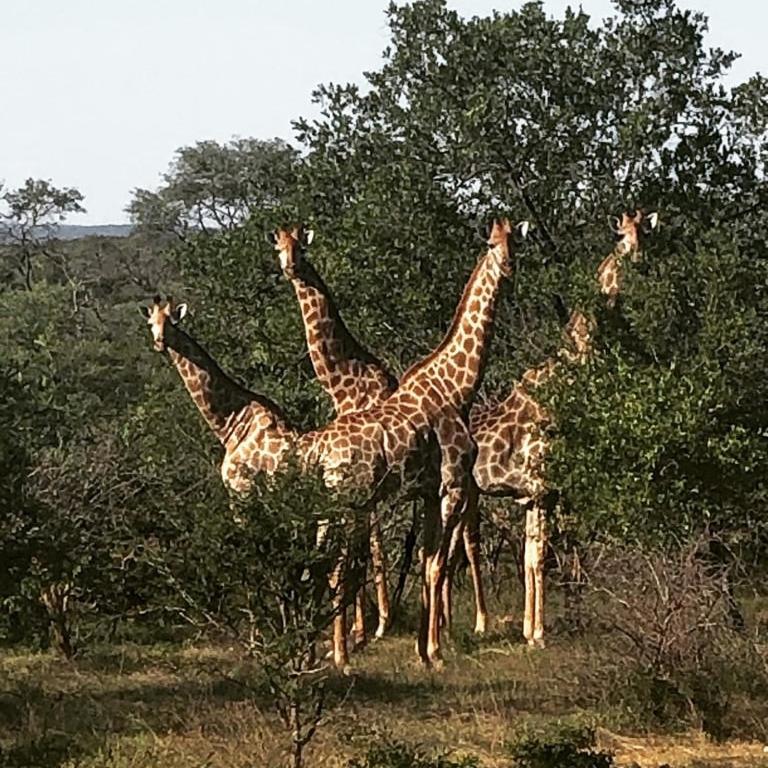 Hotel Kelora Bush Camp Hoedspruit Esterno foto