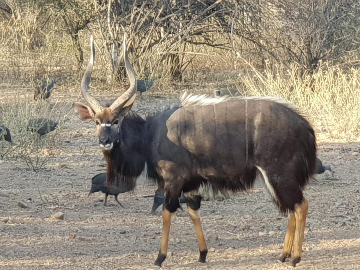 Hotel Kelora Bush Camp Hoedspruit Esterno foto